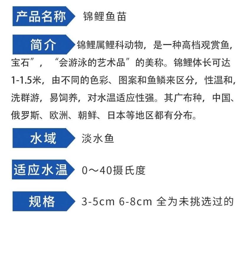 锦鲤鱼苗包精品锦鲤幼鱼苗观赏鱼日本锦鲤红白三色黄金鲤