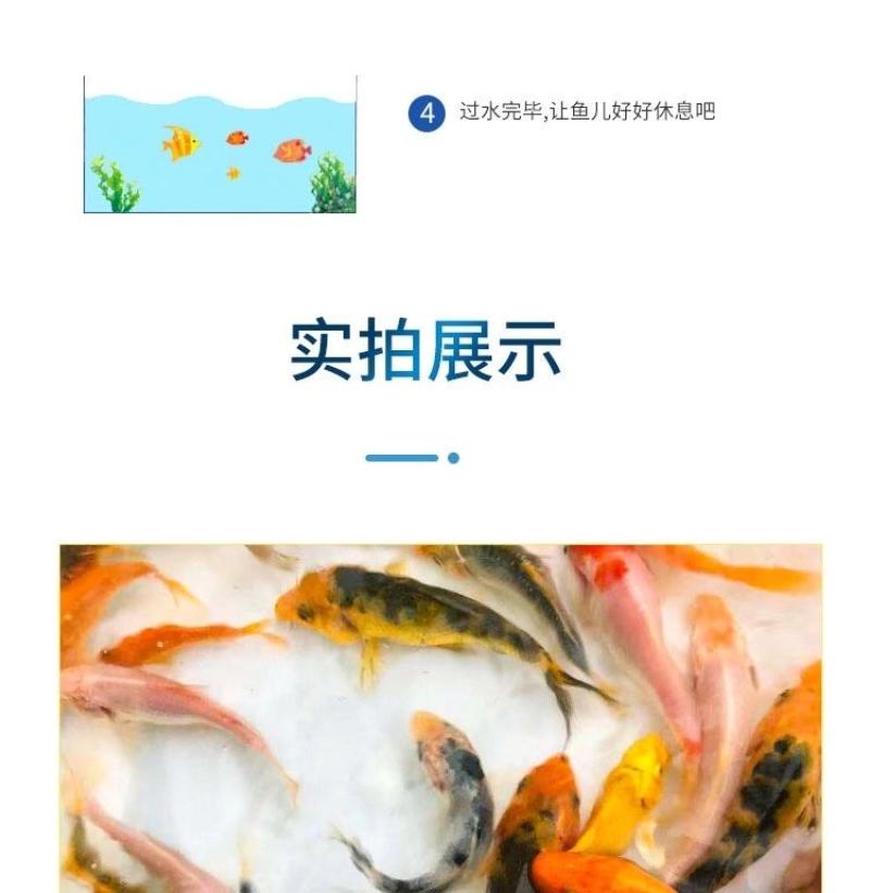 锦鲤鱼苗包精品锦鲤幼鱼苗观赏鱼日本锦鲤红白三色黄金鲤