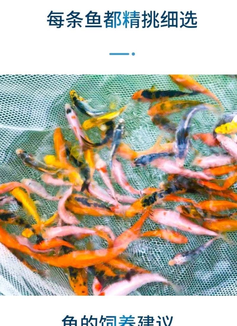 锦鲤鱼苗包精品锦鲤幼鱼苗观赏鱼日本锦鲤红白三色黄金鲤