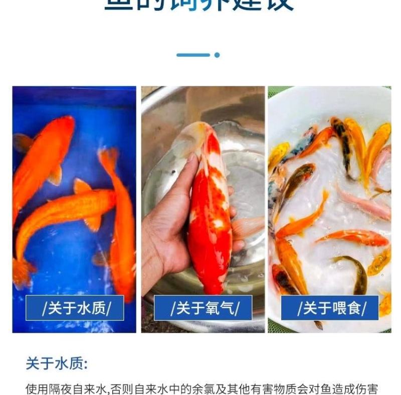 锦鲤鱼苗包精品锦鲤幼鱼苗观赏鱼日本锦鲤红白三色黄金鲤