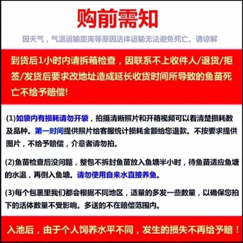 锦鲤鱼苗包精品锦鲤幼鱼苗观赏鱼日本锦鲤红白三色黄金鲤