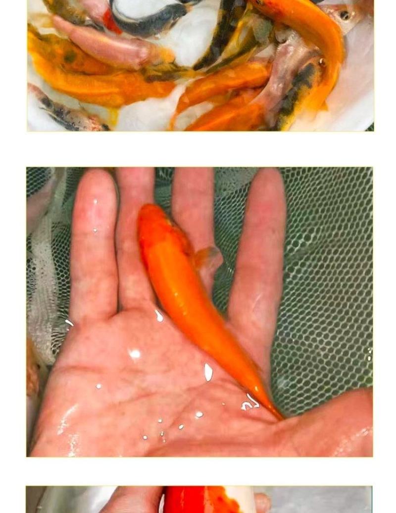 锦鲤鱼苗包精品锦鲤幼鱼苗观赏鱼日本锦鲤红白三色黄金鲤