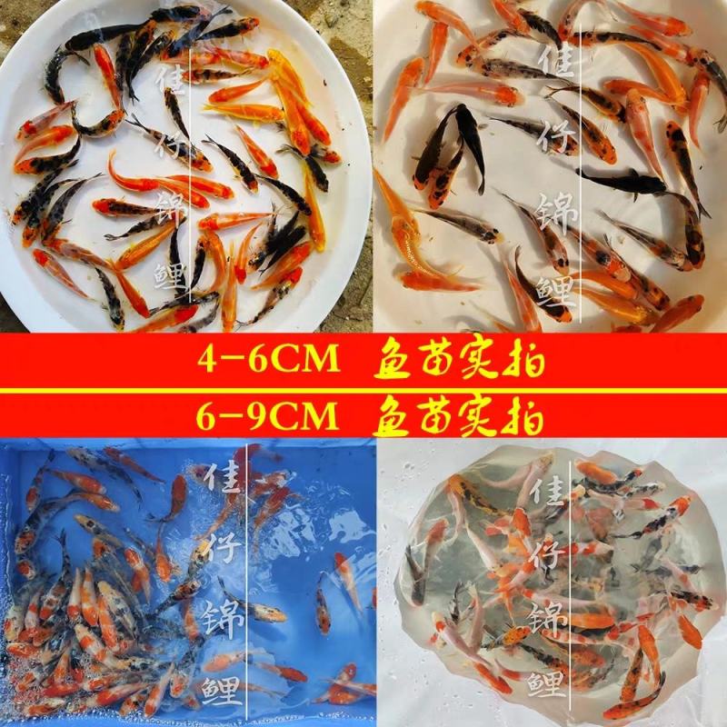 锦鲤鱼苗包精品锦鲤幼鱼苗观赏鱼日本锦鲤红白三色黄金鲤