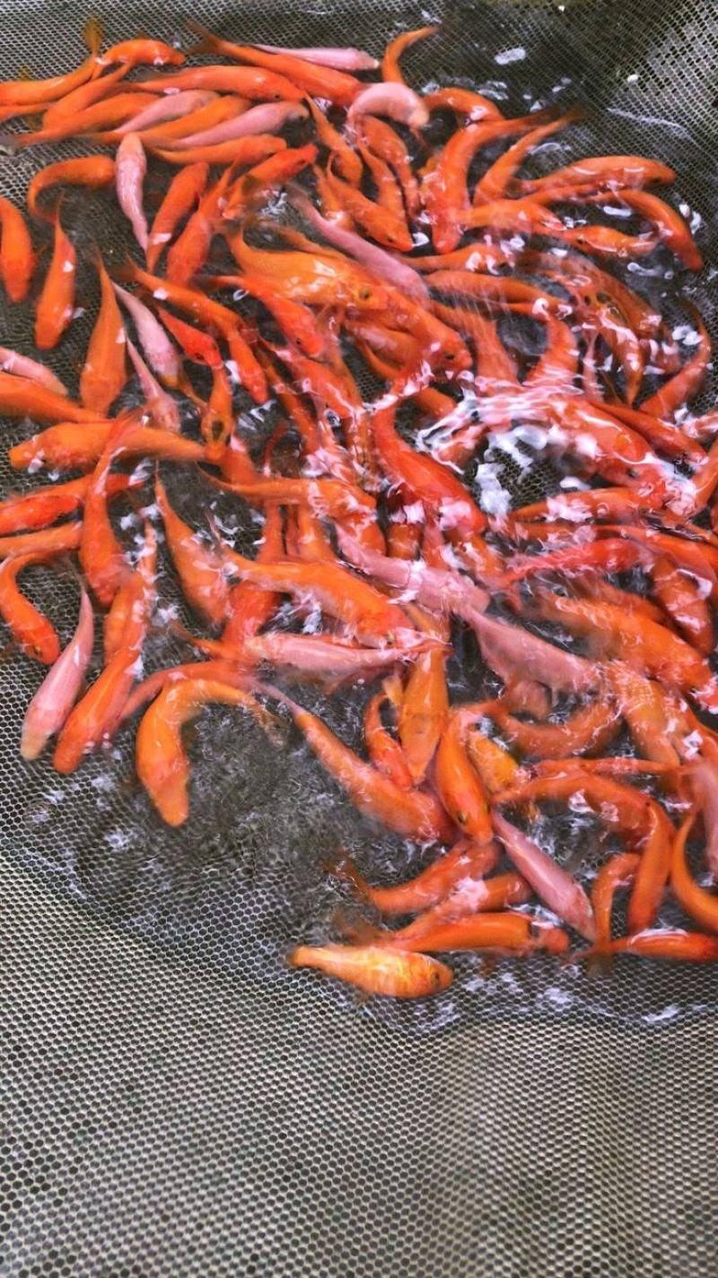 锦鲤鱼苗包精品锦鲤幼鱼苗观赏鱼日本锦鲤红白三色黄金鲤