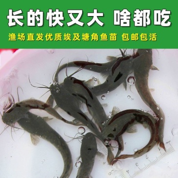鲶鱼苗、胡子鲶塘鲺鱼革胡子淡水鱼，一件包邮包活