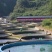 鲶鱼苗、胡子鲶塘鲺鱼革胡子淡水鱼，一件包邮包活