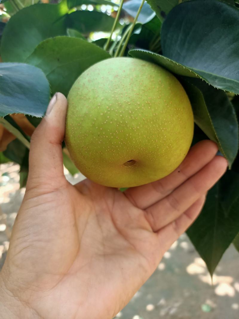 翠冠梨大量上市了，想合作的伙伴联系我呦！