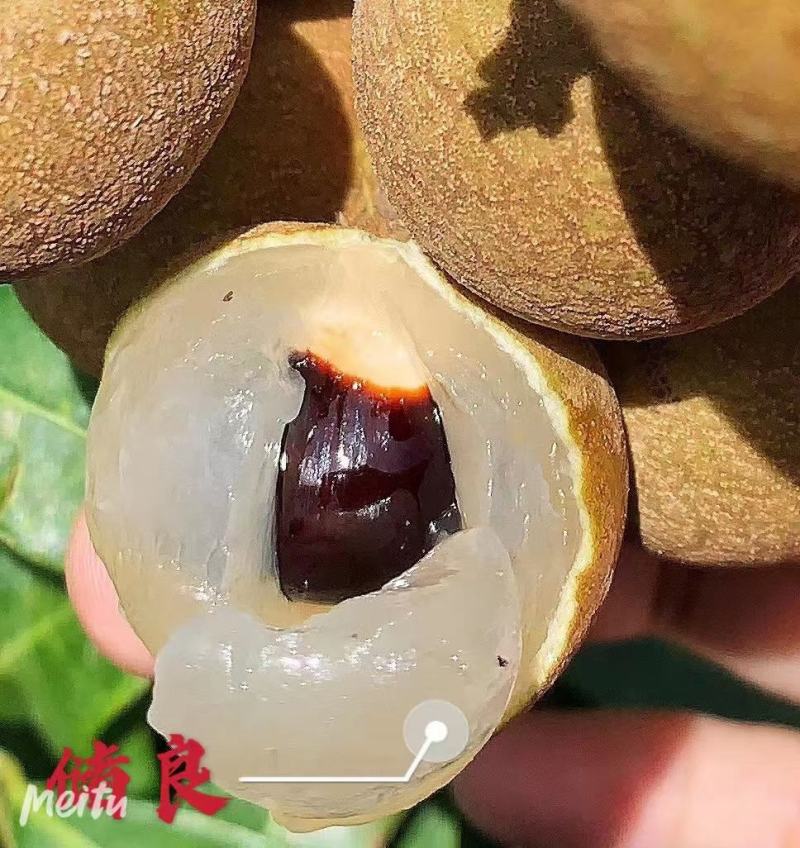 龙眼桂圆一级果核小肉多货源充足可稳定供应克一件代发