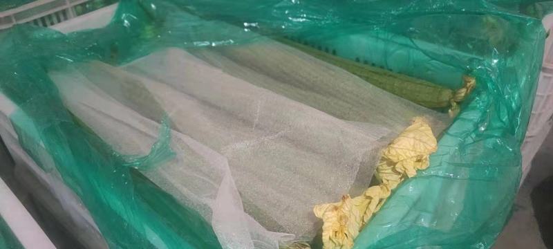精品长丝瓜50公分长左右，4公分粗左右
