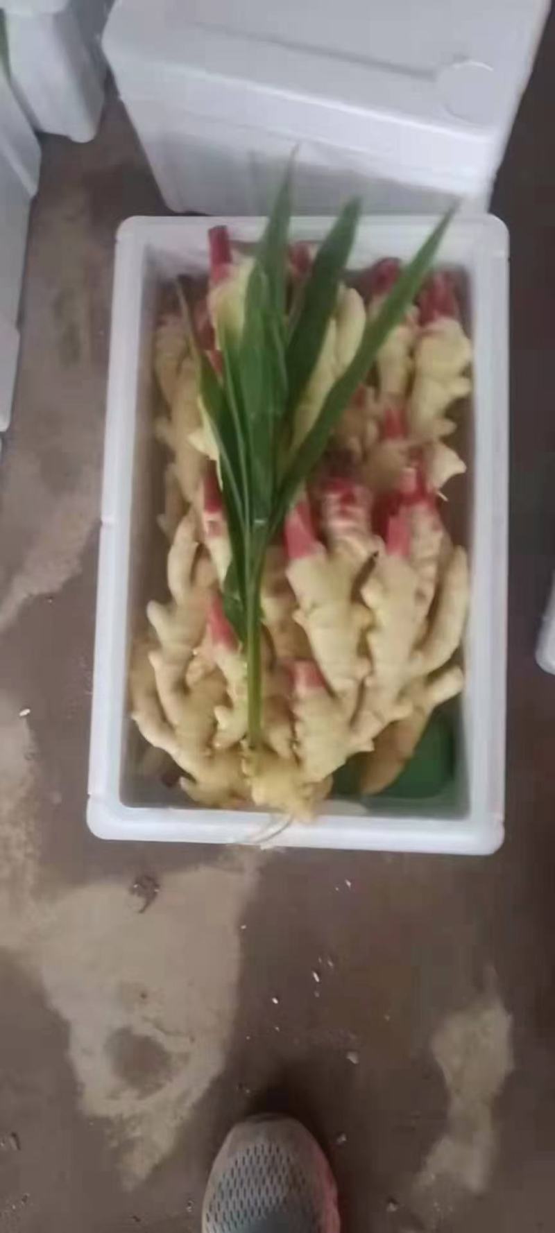 生姜产地现货，鲜姜芽，大黄姜，小黄姜，姜巴，保证质量。