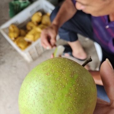 海哥水果信息中心