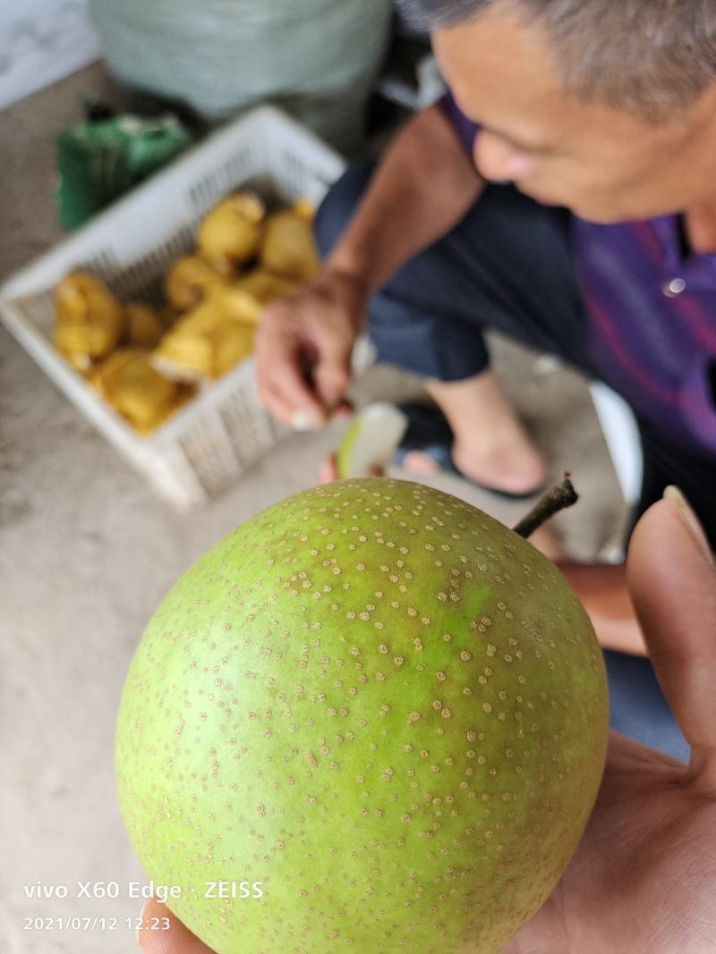 海哥水果信息中心