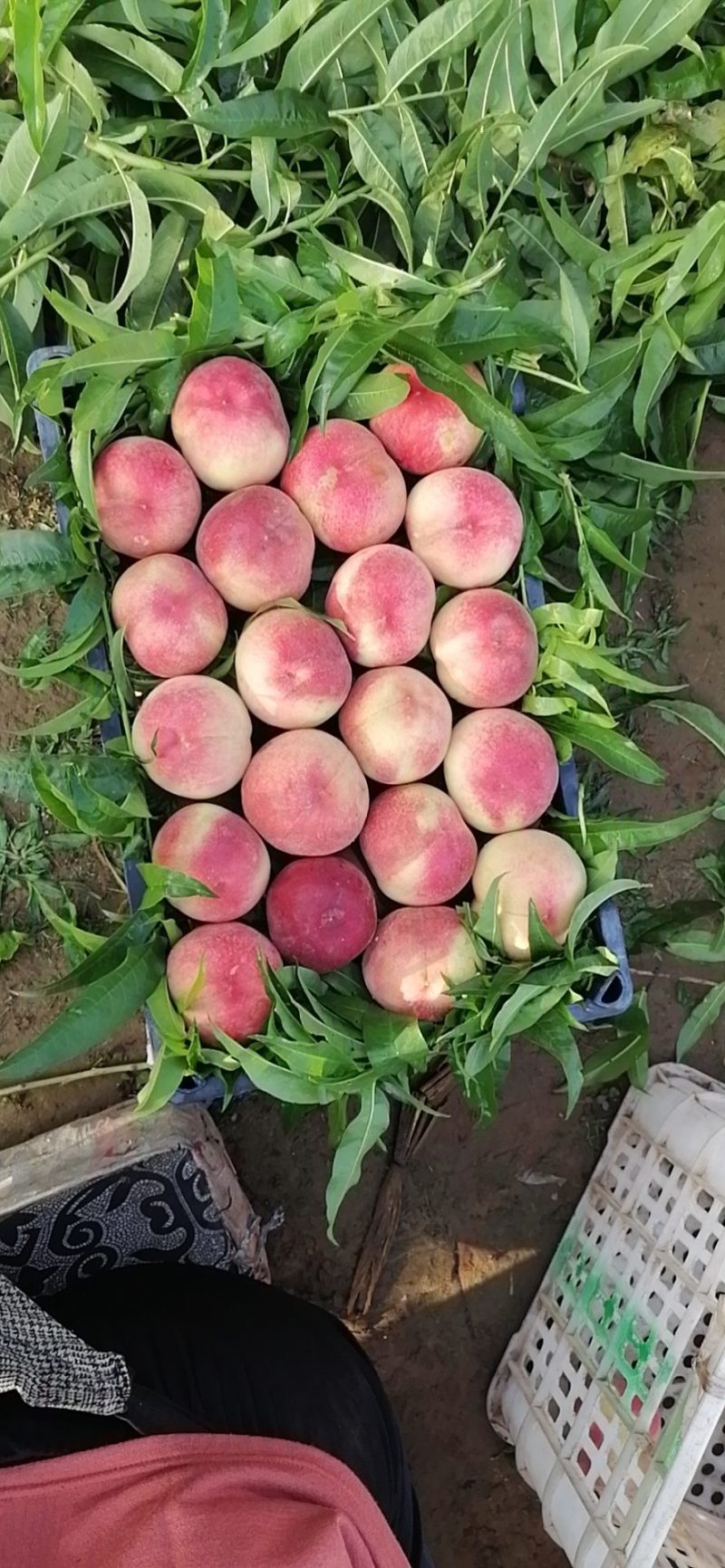 桃