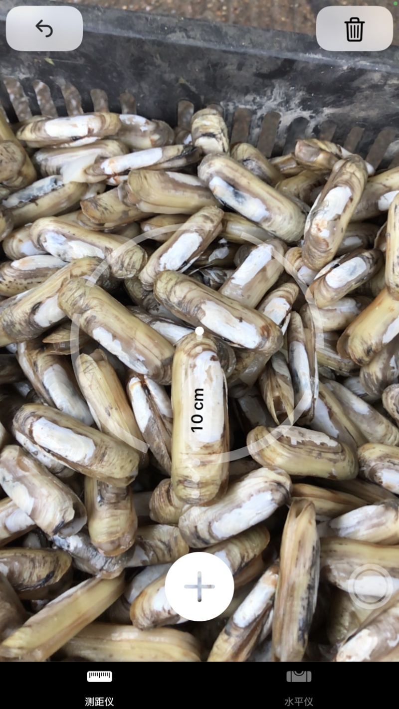 鲜活双头蛏美人蛏小人仙蛏子带泥发货不包运费