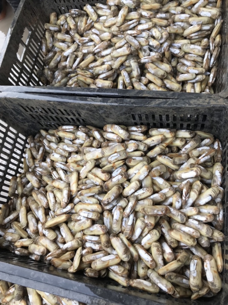 鲜活双头蛏美人蛏小人仙蛏子带泥发货不包运费