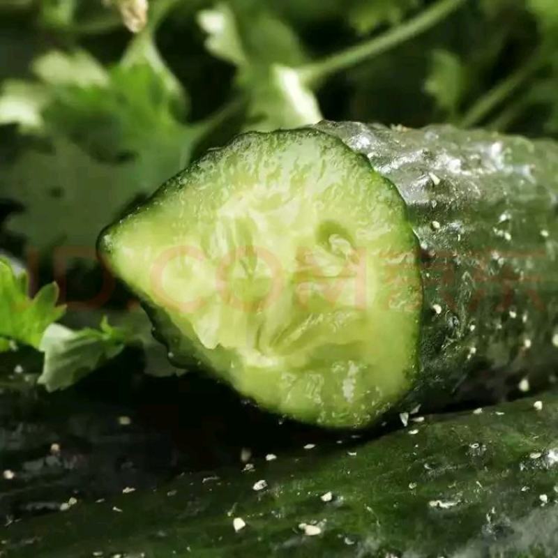 新鲜现摘刺黄瓜小黄瓜蔬菜当季水果青瓜脆甜当季