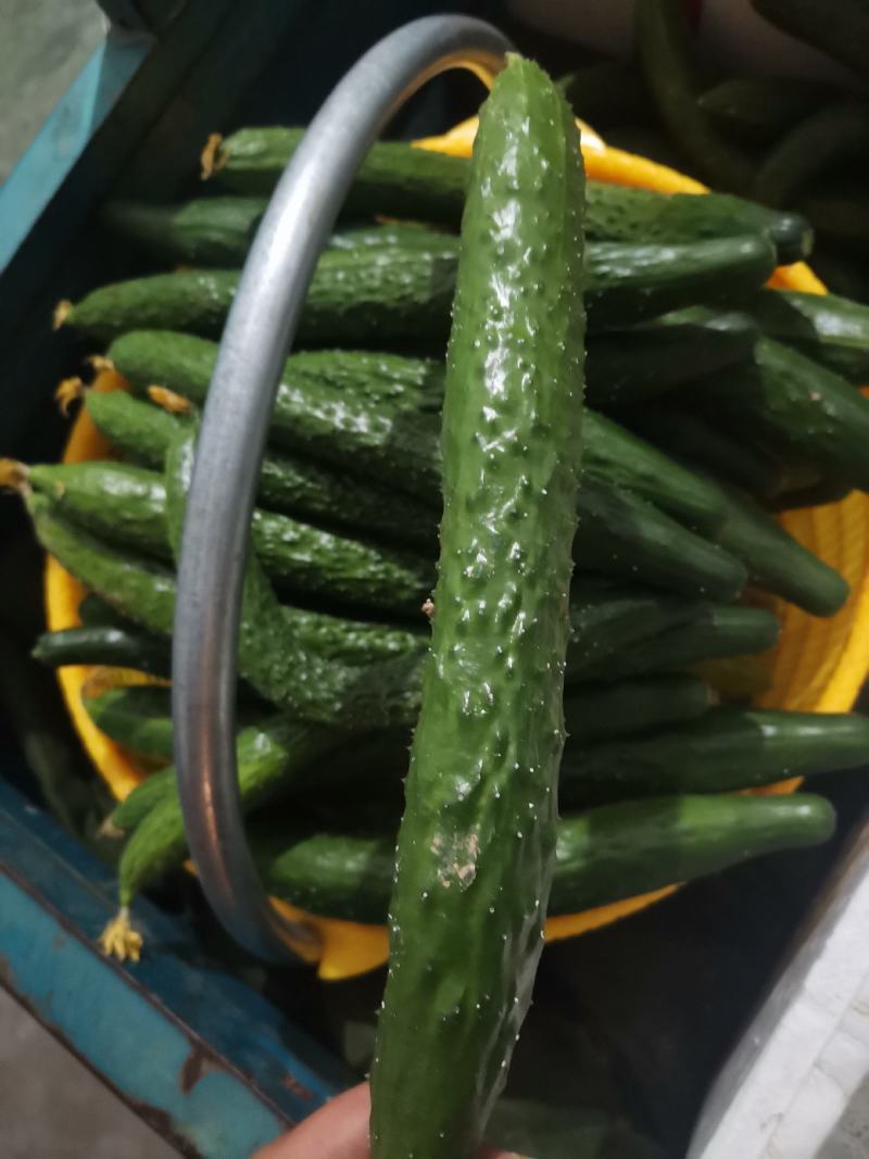 新鲜现摘刺黄瓜小黄瓜蔬菜当季水果青瓜脆甜当季