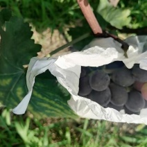 露天巨峰葡萄大量上市