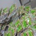 怀孕白玉蜗牛临产种蜗牛,送养殖资料养殖孵化技术,养殖场直