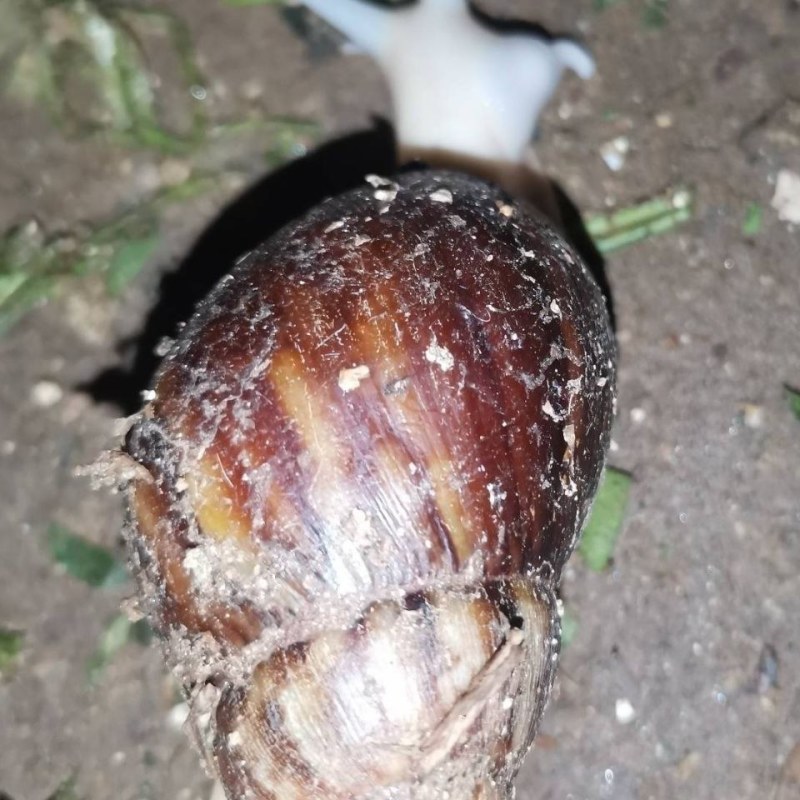 怀孕白玉蜗牛临产种蜗牛,送养殖资料养殖孵化技术,养殖场直