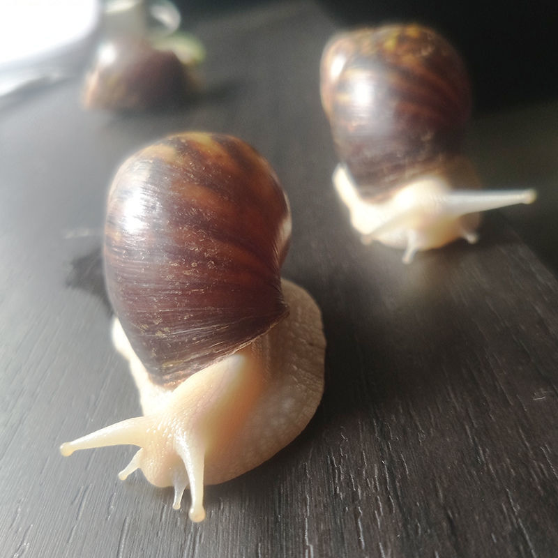 怀孕白玉蜗牛临产种蜗牛,送养殖资料养殖孵化技术,养殖场直