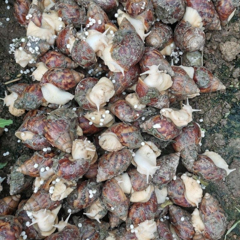 怀孕白玉蜗牛临产种蜗牛,送养殖资料养殖孵化技术,养殖场直
