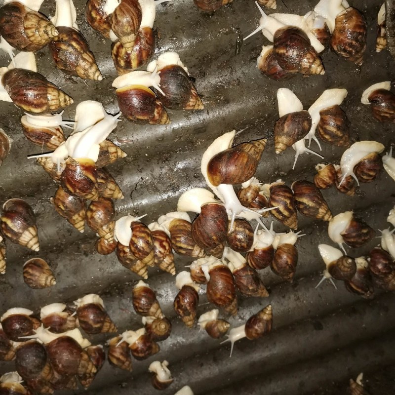 怀孕白玉蜗牛临产种蜗牛,送养殖资料养殖孵化技术,养殖场直