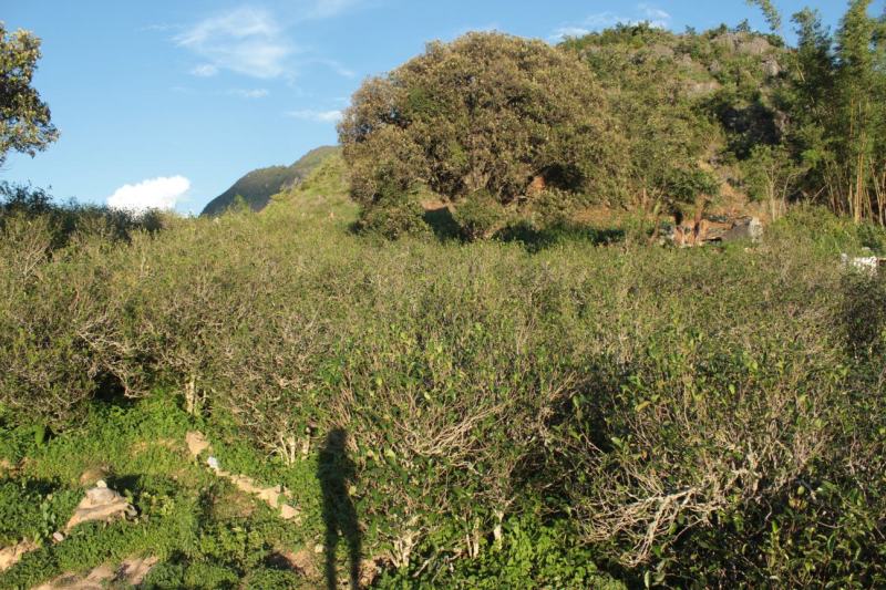 远山森林的优质茶叶，春天味道、远山森林的味道