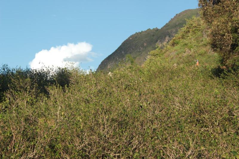 远山森林的优质茶叶，春天味道、远山森林的味道