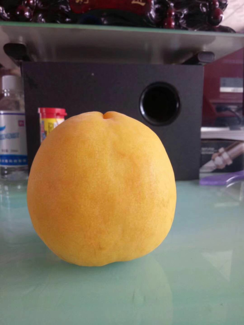 突围毛桃个头大颜色好，有需要的联系，大量上市中