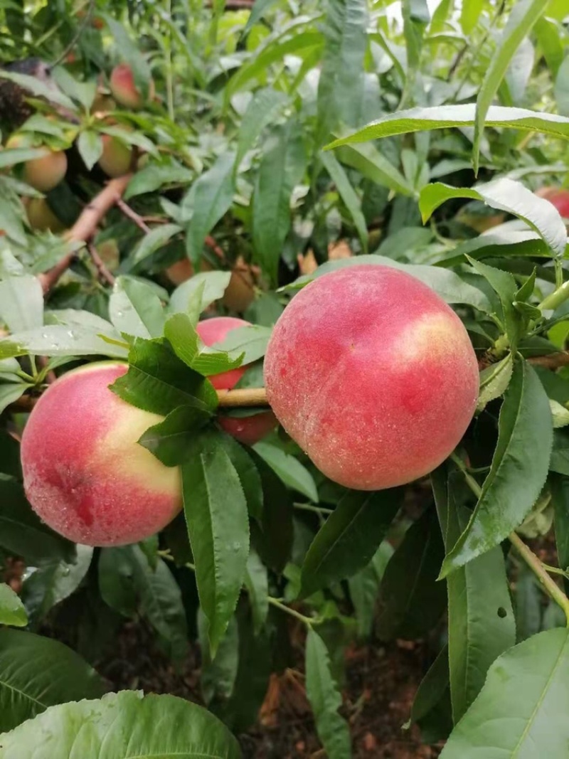 突围毛桃个头大颜色好，有需要的联系，大量上市中