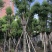 供应云南香樟树，5-8-10-12-15-20-25分