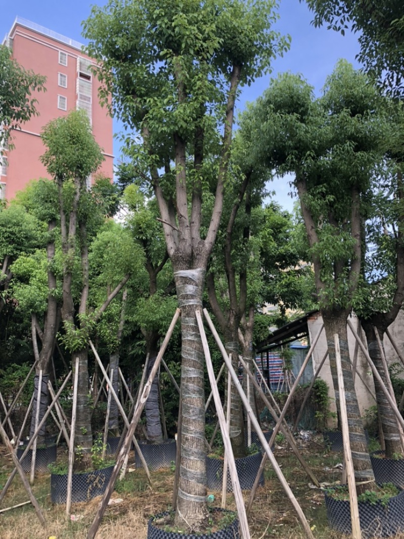 供应云南香樟树，5-8-10-12-15-20-25分