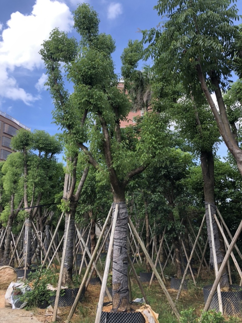 供应云南香樟树，5-8-10-12-15-20-25分