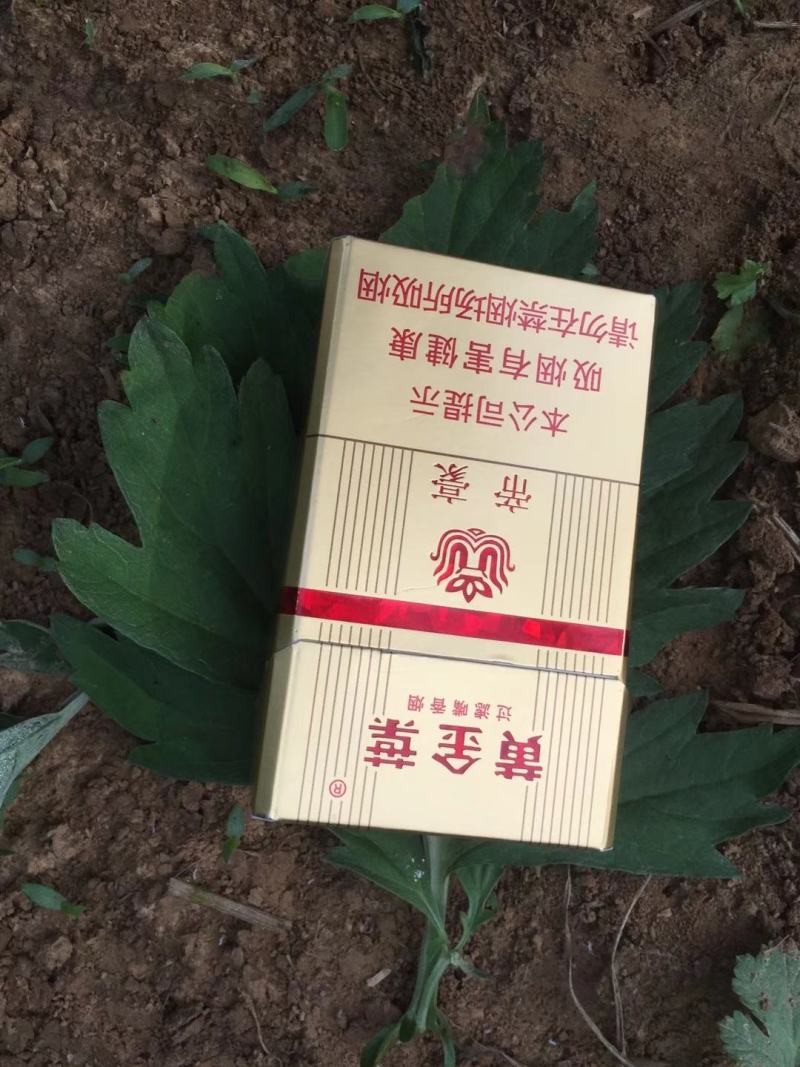 出售艾草种子，根，苗，纯度高，产量高，专业指导，可回收