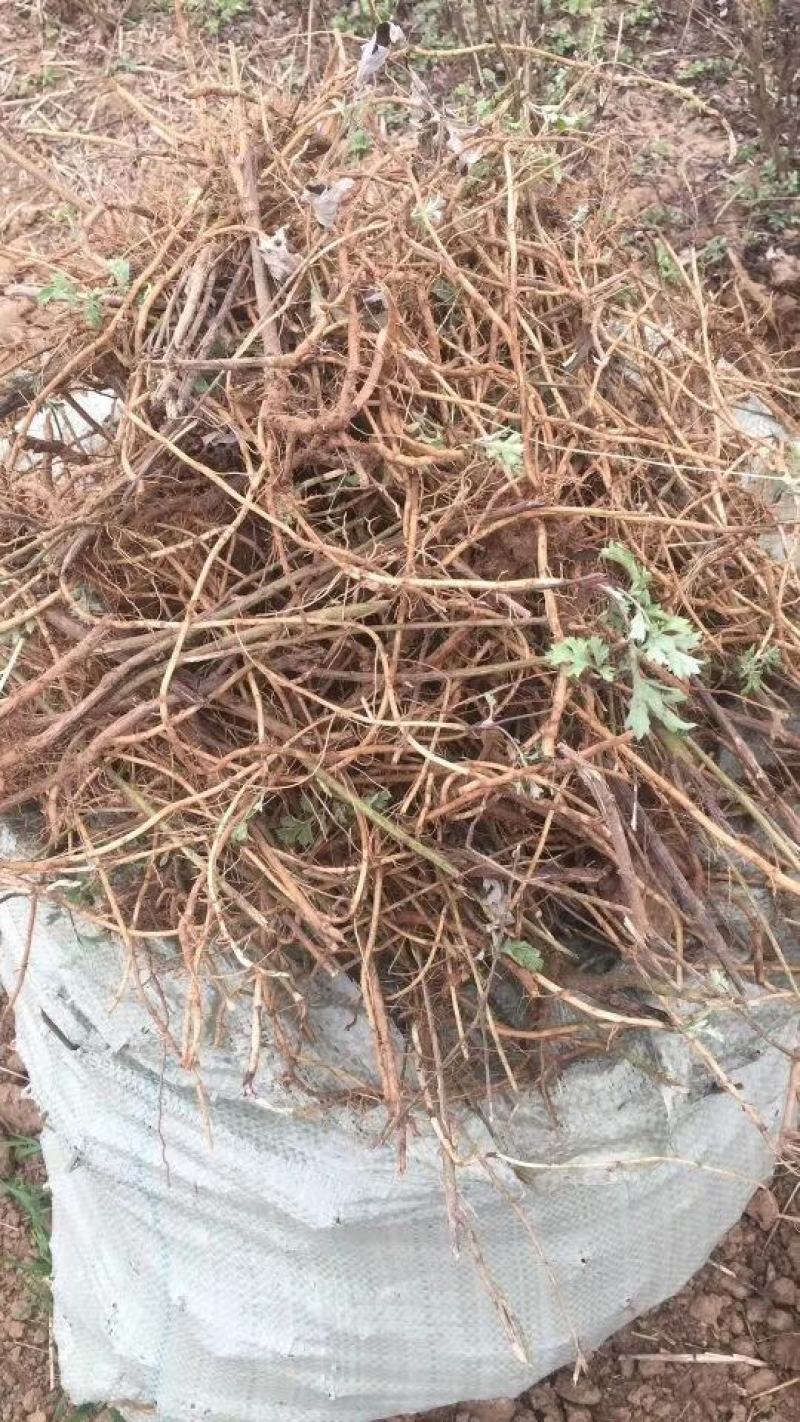 出售艾草种子，根，苗，纯度高，产量高，专业指导，可回收