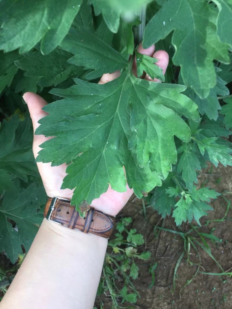 出售艾草种子，根，苗，纯度高，产量高，专业指导，可回收