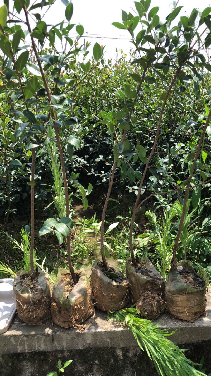 湖南210系列优质高产嫁接油茶苗！长期优惠出售