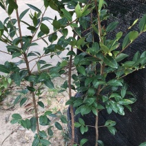 湖南210系列优质高产嫁接油茶苗！长期优惠出售