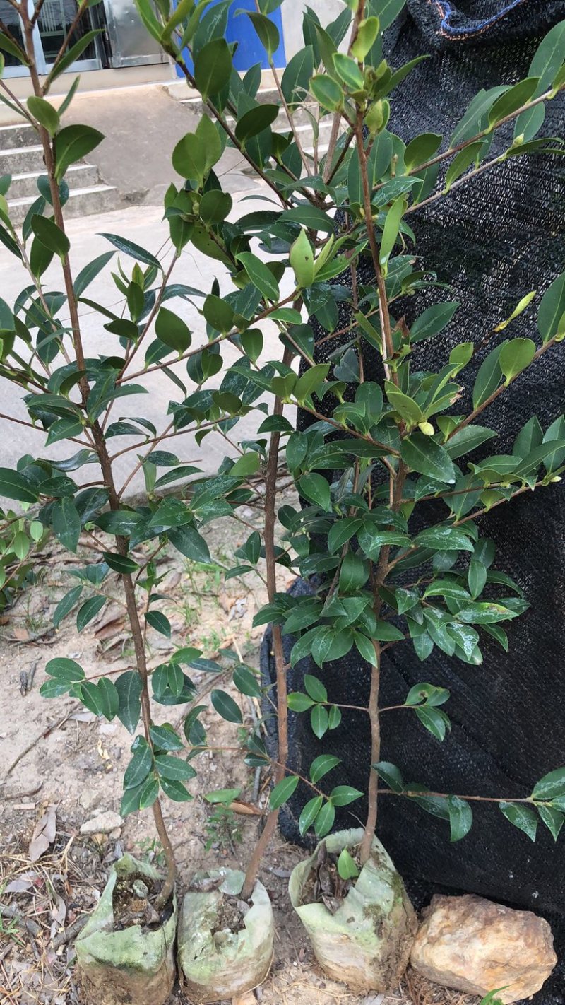 湖南210系列优质高产嫁接油茶苗！长期优惠出售