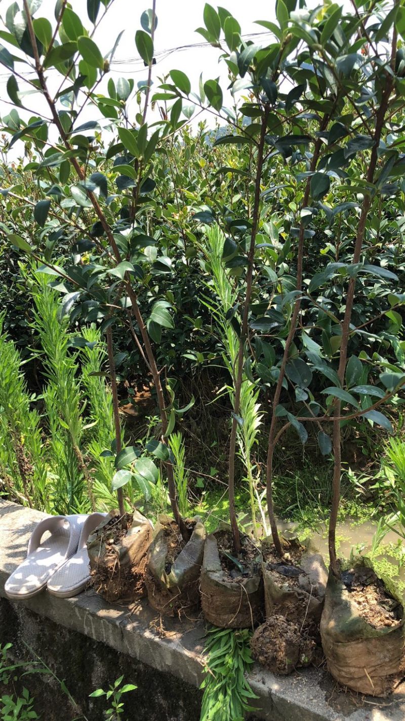 湖南210系列优质高产嫁接油茶苗！长期优惠出售