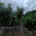 出售自家苗,黄山栾树(国庆花)8-10-12-15分