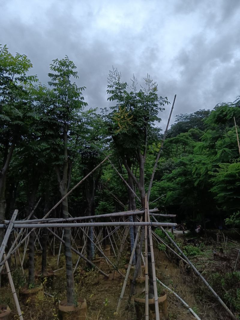出售自家苗，黄山栾树（国庆花）8-10-12-15分