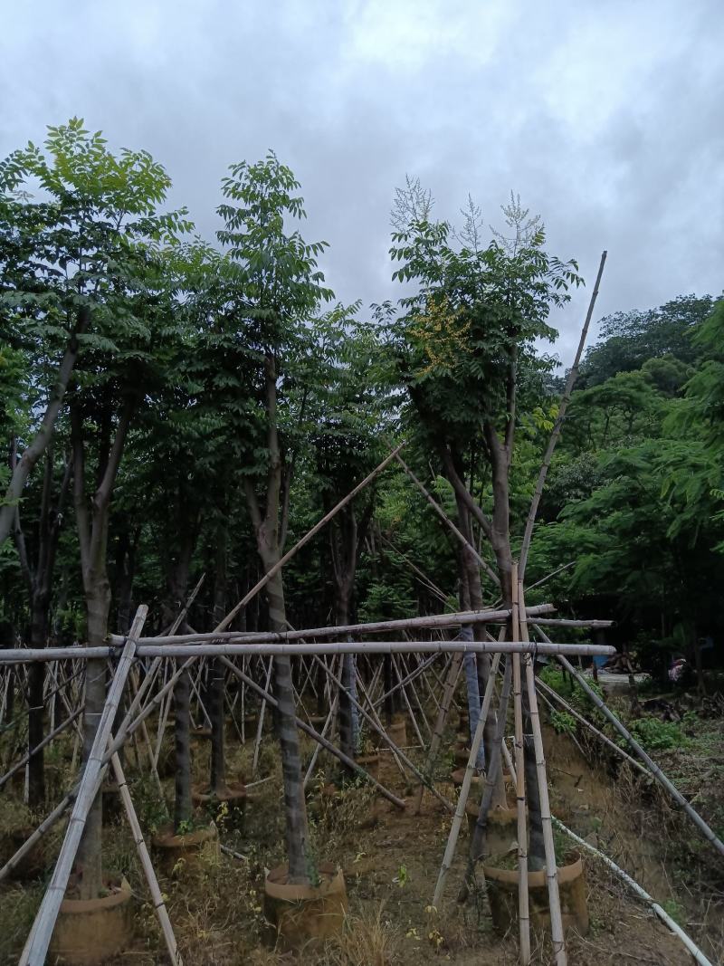 出售自家苗，黄山栾树（国庆花）8-10-12-15分
