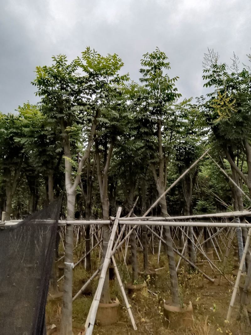 出售自家苗，黄山栾树（国庆花）8-10-12-15分