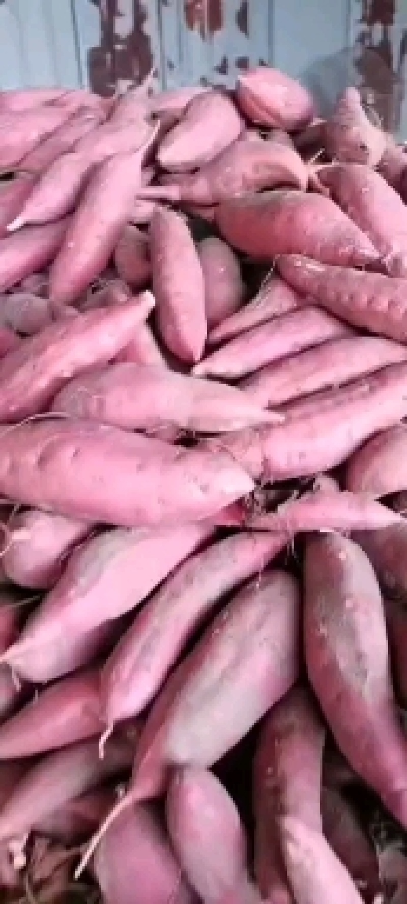 红薯