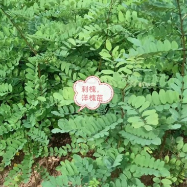 种苗