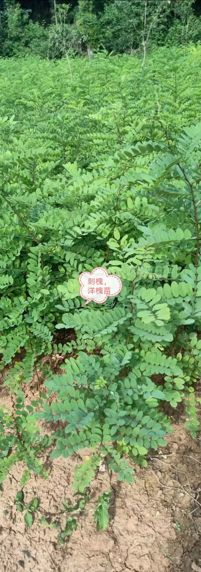 种苗