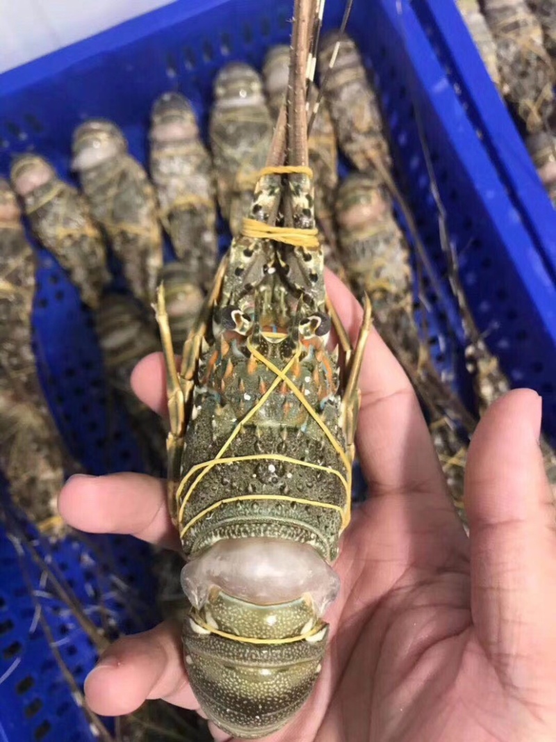 越南小青龙
