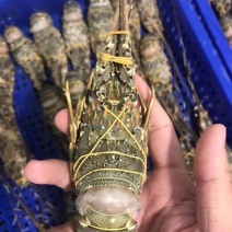 越南小青龙